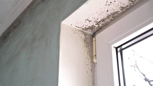 Best DIY Mold Remediation Support Services in Idylwood, VA