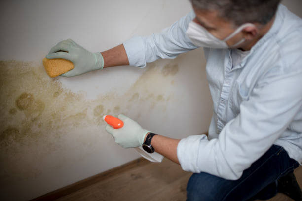 Best Kitchen Mold Remediation in Idylwood, VA