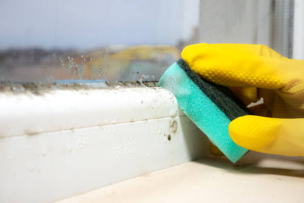 Best Black Mold Remediation in Idylwood, VA