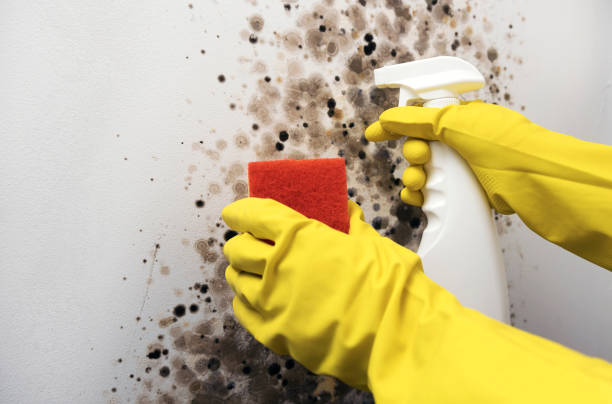 Best Black Mold Remediation in Idylwood, VA