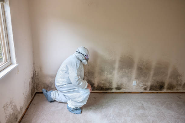 Best Post-Flood Mold Remediation in Idylwood, VA