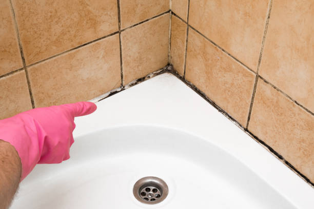 Best Preventive Mold Services in Idylwood, VA